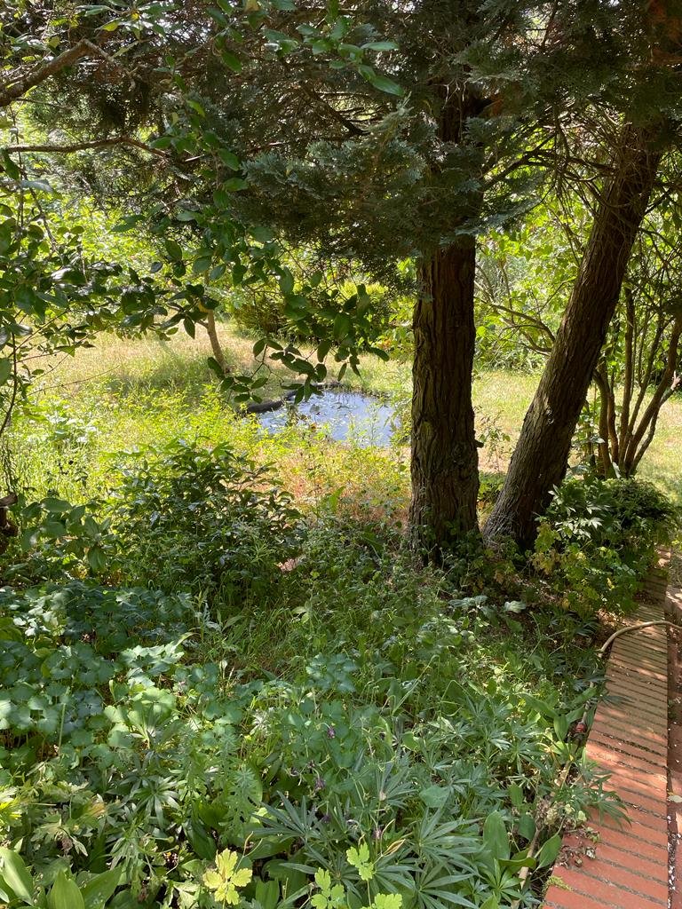 Kleiner Teich im Garten